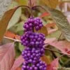 Callicarpa Bodinieri Imperial Pearl 1 Callicarpa Bodinieri Imperial Pearl -MAO PLANTES Magasin Callicarpa Imperial Pearl 82633 1