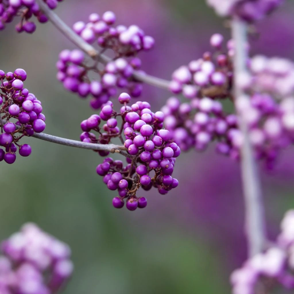 Callicarpa Bodinieri Liebespaar - Arbuste Aux Bonbons 3 Callicarpa Bodinieri Liebespaar - Arbuste Aux Bonbons
