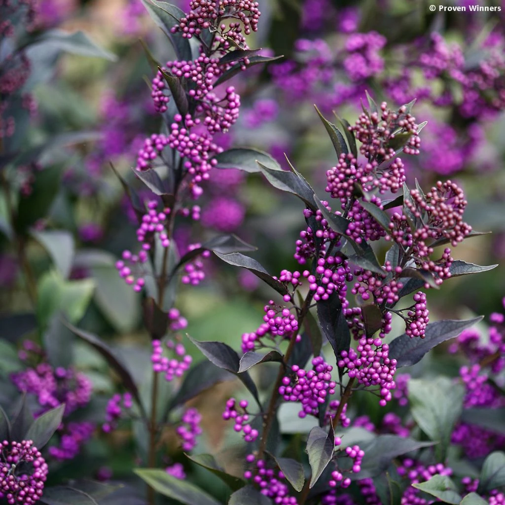 Callicarpa Bodinieri Pearl Glam 3 Callicarpa Bodinieri Pearl Glam