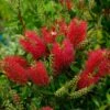 Callistemon (x) Laevis 2 Callistemon (x) Laevis -MAO PLANTES Magasin Callistemon x laevis 83242 1