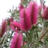 Callistemon Citrinus Mauve Mist - Rince Bouteille -MAO PLANTES Magasin Callistemon citrinus Mauve Mist 87064 1