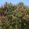 Callistemon Rigidus - Rince-bouteille -MAO PLANTES Magasin Callistemon rigidus rince bouteille pot de 2 3l copyright 833161 1