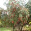 Callistemon Viminalis - Rince-bouteille -MAO PLANTES Magasin Callistemon viminalis 83245 1