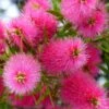 Callistemon Viminalis Bright Pink - Rince Bouteille Pleureur -MAO PLANTES Magasin Callistemon viminalis Bright Pink 87060 1