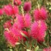 Callistemon Viminalis Hot Pink – Rince Bouteille 1 Callistemon Viminalis Hot Pink – Rince Bouteille -MAO PLANTES Magasin Callistemon viminalis Hot Pink 82330 2