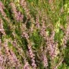 Bruyère D'été - Calluna Vulgaris Marleen -MAO PLANTES Magasin Calluna vulgaris Marleen 782015 1 1