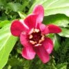 Calycanthus Raulstonii Aphrodite - Arbre Aux Anémones. -MAO PLANTES Magasin Calycanthus raulstonii Aphrodite 83978 1