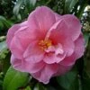 Camélia Donation - Camellia (x) Williamsii 1 Camélia Donation - Camellia (x) Williamsii -MAO PLANTES Magasin Camelia Donation 83890 1