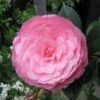 Camélia EG Waterhouse - Camellia (x) Williamsii 1 Camélia EG Waterhouse - Camellia (x) Williamsii -MAO PLANTES Magasin Camelia EG Waterhouse Camellia x williamsii 83891 1