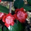 Camélia Lipstick - Camellia Japonica -MAO PLANTES Magasin Camelia Lipstick Camellia japonica 83892 1