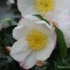 Camelia D'automne - Camelia Sasanqua Narumi Gaita -MAO PLANTES Magasin Camelia Narumi Gaita 81384 1