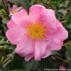 Camélia D'automne - Camellia Sasanqua Plantation Pink -MAO PLANTES Magasin Camelia Plantation Pink 7985 1