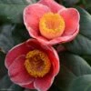 Camelia Sanpei Tsubaki - Camellia Japonica 2 Camelia Sanpei Tsubaki - Camellia Japonica -MAO PLANTES Magasin Camelia Sanpei Tsubaki 85282 1