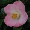 Camélia Sunny Side - Camellia Japonica 1 Camélia Sunny Side - Camellia Japonica -MAO PLANTES Magasin Camelia Sunny Side 85523 1
