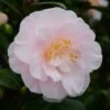 Camélia Virginia Robinson - Camellia Japonica -MAO PLANTES Magasin Camelia Virginia Robinson 85520 1