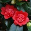 Camelia Bob's Tinsie - Camellia Japonica 2 Camelia Bob's Tinsie - Camellia Japonica -MAO PLANTES Magasin Camellia Bob s Tinsie 85273 1