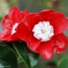 Camélia Bokuhan - Camellia Japonica -MAO PLANTES Magasin Camellia Bokuhan Arbustes 85266 1