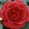 Camélia Coquetti - Camellia Japonica -MAO PLANTES Magasin Camellia Coquetti 85275 1