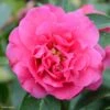 Camelia Fiesta Grande - Camellia (x) Reticulata -MAO PLANTES Magasin Camellia Fiesta Grande 85276 1