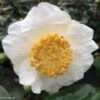 Camelia Fuji - Camellia Japonica De Higo 1 Camelia Fuji - Camellia Japonica De Higo -MAO PLANTES Magasin Camellia Fuji 85277 1