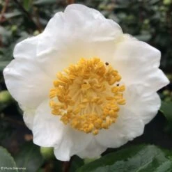 Camelia Fuji - Camellia Japonica De Higo