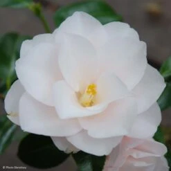 Camélia Hagoromo - Camellia Japonica
