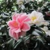Camélia Lady Vansittart - Camellia Japonica -MAO PLANTES Magasin Camellia Lady Vansittart 85271 1
