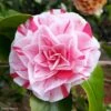 Camélia Lavinia Maggi - Camellia Japonica 2 Camélia Lavinia Maggi - Camellia Japonica -MAO PLANTES Magasin Camellia Lavinia Maggi 85272 1