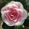 Camélia Classique - Camellia Look Away -MAO PLANTES Magasin Camellia Look Away copyright 7817121 1