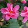 Camélia Lucky Star - Camellia (x) Williamsii -MAO PLANTES Magasin Camellia Lucky star IF 17346 1