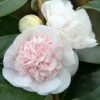 Camélia Marie-Galante - Camellia Japonica -MAO PLANTES Magasin Camellia Marie Galante IF 17345 1