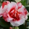 Camélia Midnight Variegated - Camellia Japonica -MAO PLANTES Magasin Camellia Midnight variegated IF 16643 1