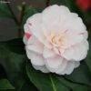 Camélia Stacy Susan - Camellia Japonica -MAO PLANTES Magasin Camellia Stacy Susan IF 166410 1