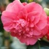 Camélia Chandleri Elegans - Camellia Japonica -MAO PLANTES Magasin Camellia chandleri Elegans 85274 1
