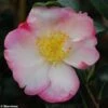 Camélia D'automne - Camellia Sasanqua Gay Border 1 Camélia D'automne - Camellia Sasanqua Gay Border -MAO PLANTES Magasin Camellia gay border 782023 1