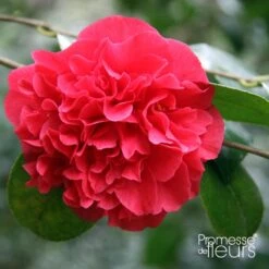 Camellia Japonica Kramer's Supreme - Camélia Du Japon