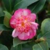 Camélia D'automne - Camellia Sasanqua Choji Guruma -MAO PLANTES Magasin Camellia sasanqua Choji Guruma 0566002 1