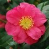Camélia D'automne - Camellia Sasanqua Sekiyo 2 Camélia D'automne - Camellia Sasanqua Sekiyo -MAO PLANTES Magasin Camellia sasanqua Sekiyo 85526 1