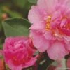 Camélia D Automne - Camellia Sasanqua Showa No Sakae -MAO PLANTES Magasin Camellia sasanqua Showa no Sakae 7977 1