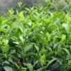 Camélia Sinensis - Théier -MAO PLANTES Magasin Camellia sinensis 81353 1 1