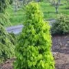 Carpinus Betulus Monumentalis - Charme Commun -MAO PLANTES Magasin Carpinus betulus Monumentalis Charme commun V 1004271 1
