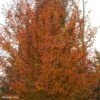 Carpinus Betulus Orange Retz - Charme Commun 2 Carpinus Betulus Orange Retz - Charme Commun -MAO PLANTES Magasin Carpinus betulus Orange Retz 82344 1