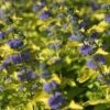 Caryopteris Hint Of Gold 2 Caryopteris Hint Of Gold -MAO PLANTES Magasin Caryopteris Hint of Gold 85033 1