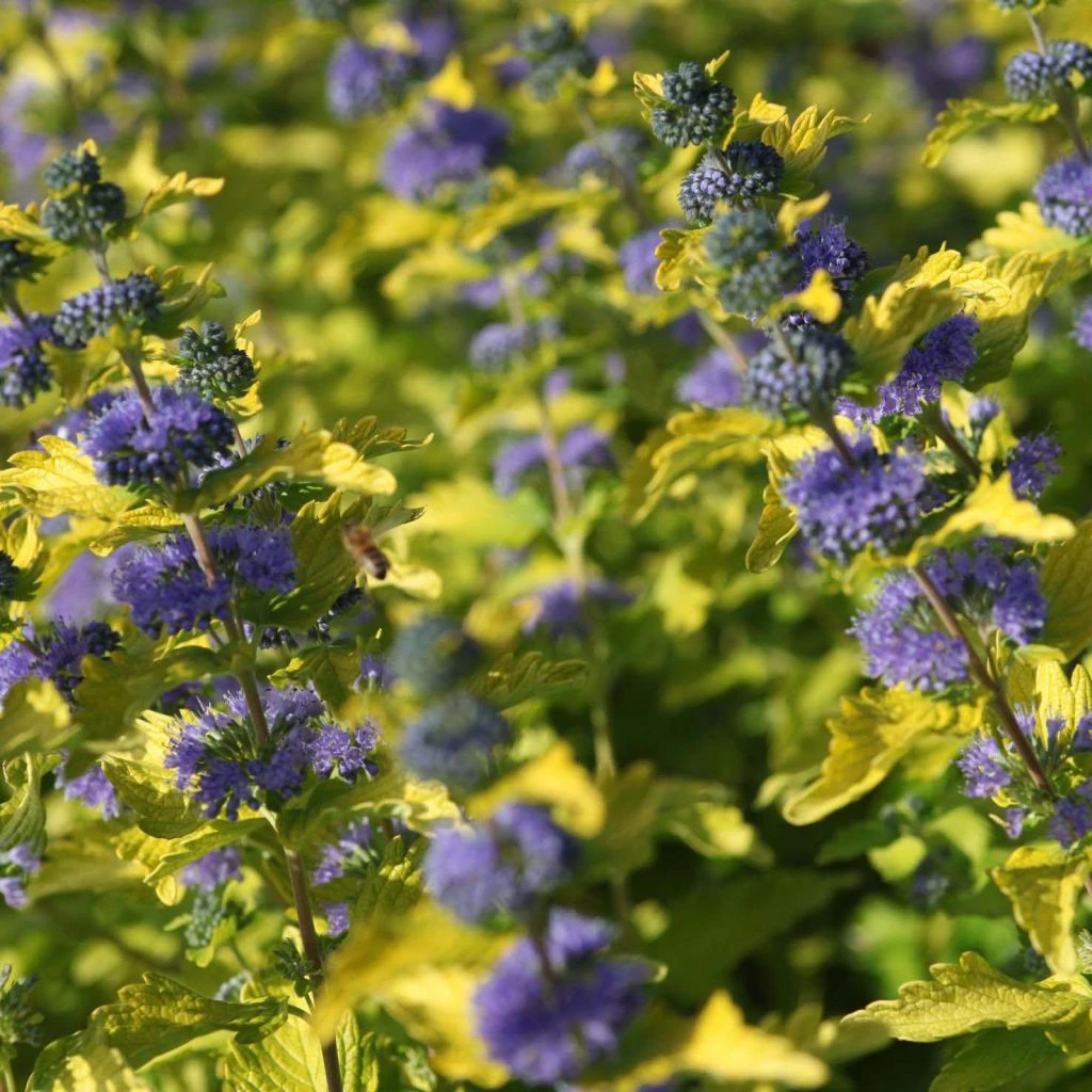 Caryopteris Hint Of Gold 3 Caryopteris Hint Of Gold