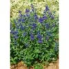 Caryopteris Clandonensis First Choice - Spirée Bleue -MAO PLANTES Magasin Caryopteris clandonensis First Choice 89414 1