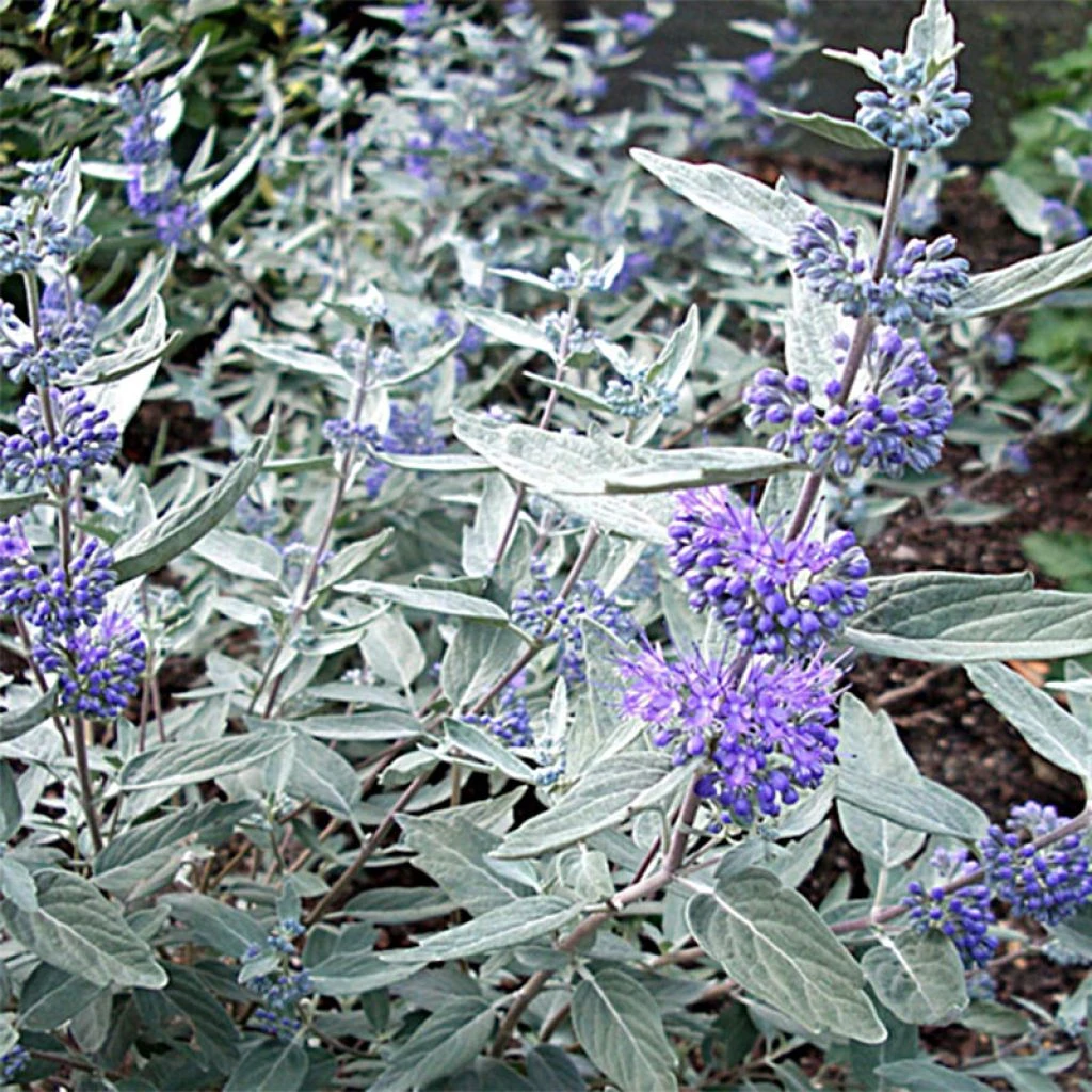 Caryopteris Clandonensis Sterling Silver - Spirée Bleue 3 Caryopteris Clandonensis Sterling Silver - Spirée Bleue