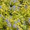 Caryopteris Incana Sunshine Blue - Barbe-bleue, Spirée Bleue -MAO PLANTES Magasin Caryopteris incana Sunshine Blue 781571 1