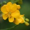 Cassia Floribunda - Senné -MAO PLANTES Magasin Cassia floribunda 83252 1