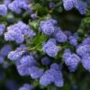 Céanothe Autumnal Blue -MAO PLANTES Magasin Ceanothe Autumnal Blue ceanothus copyright 876871 1