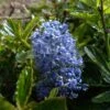 Céanothe Burkwoodii 2 Céanothe Burkwoodii -MAO PLANTES Magasin Ceanothus Burkwoodii 87736 1